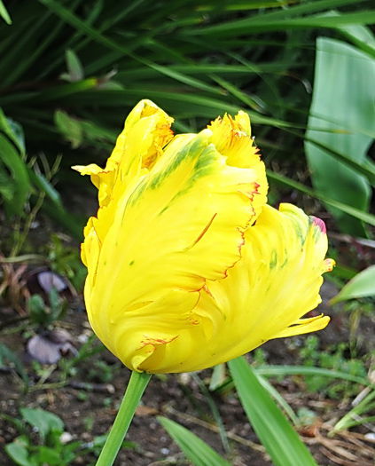 Bulbi Lalele Texas Gold (Tulip) - Bulbi Toamna 2014
