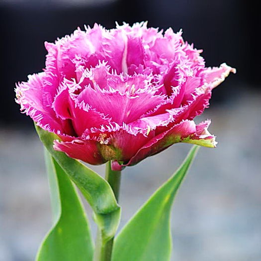 Bulbi Lalele Mascotte (Tulip) - Bulbi Toamna 2014