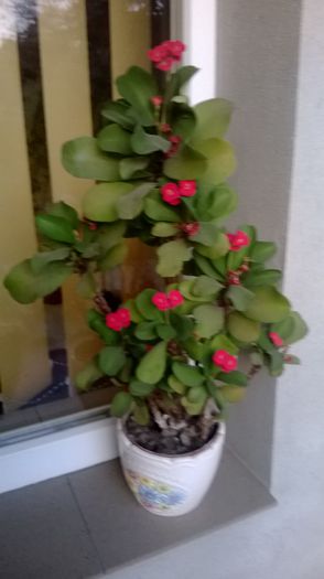 Euphorbia Milii