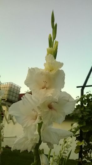 Gladiola