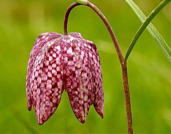 Bulbi Lalea Imperiala Meleagris (Fritillaria) - Bulbi Toamna 2014