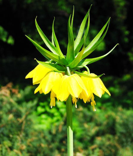 Bulbi Lalea Imperiala Lutea (Fritillaria) - Bulbi Toamna 2014