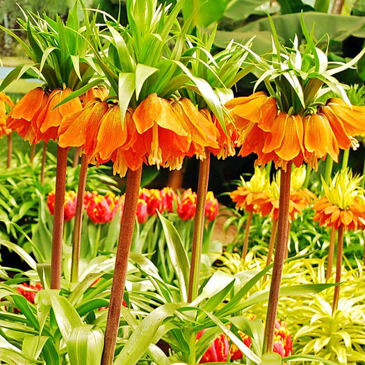 Bulbi Lalea Imperiala Aurora (Fritillaria) - Bulbi Toamna 2014