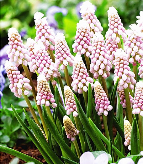 Bulbi Muscari Pink Sunrise - Bulbi Toamna 2014