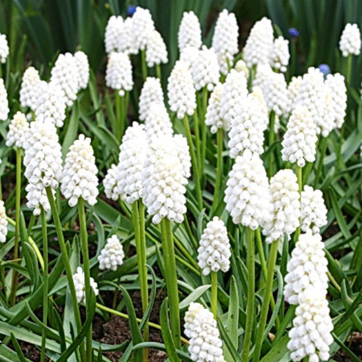 Bulbi Muscari White Magic - Bulbi Toamna 2014