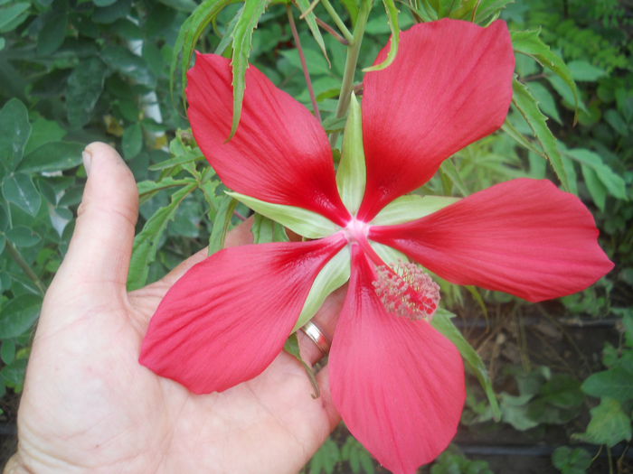 hibi coccineus