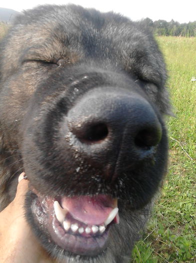 IMG_20140823_181946 - ciobanesc caucazian