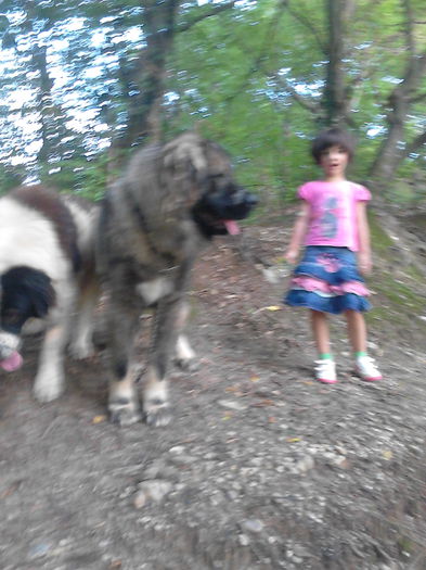 IMG_20140823_183017 - ciobanesc caucazian