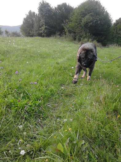 IMG_20140823_185139 - ciobanesc caucazian