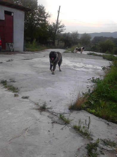 IMG_20140823_194938 - ciobanesc caucazian