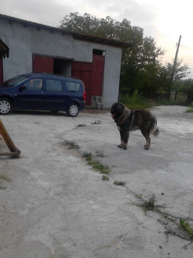 IMG_20140823_194943 - ciobanesc caucazian