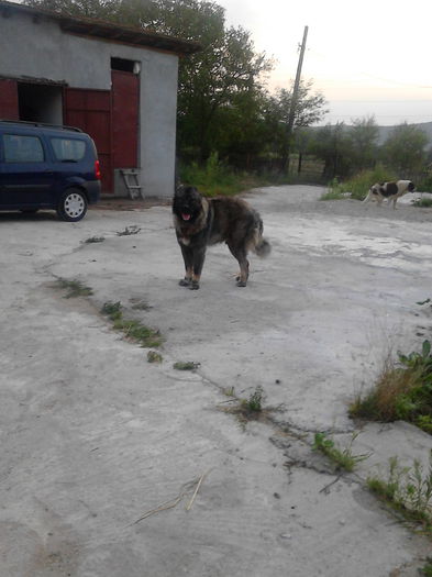IMG_20140823_194945 - ciobanesc caucazian