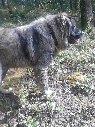 IMG_20140824_165019 - ciobanesc caucazian