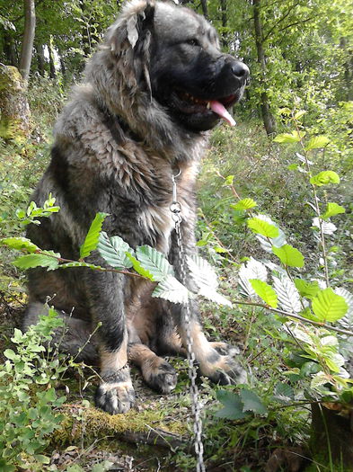 IMG_20140824_165250 - ciobanesc caucazian