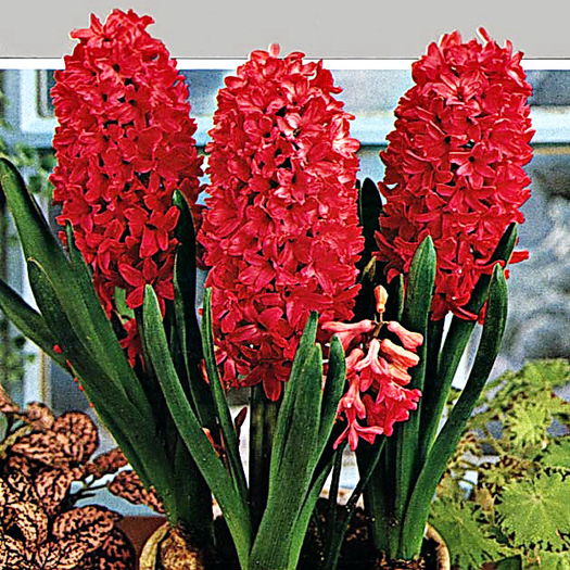 Bulbi Zambile Jan Boss (Hyacinthus); Plantarea se face in perioada sept.-nov. Inflorirea are loc in perioada aprilie-mai. Prefera zonele semiumbrite. Inaltimea maxima 25-30 cm. 
Stoc epuizat!
