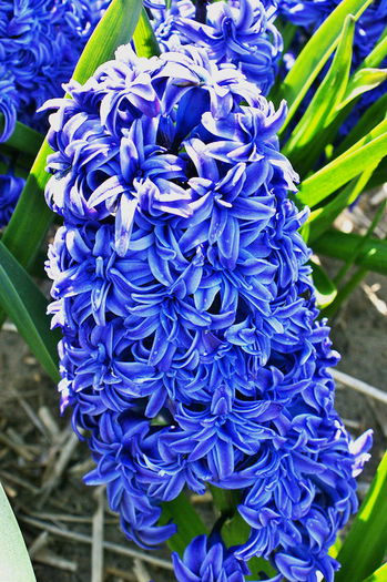 Bulbi Zambile Duble Crystal Palace (Hyacinthus); Plantarea se face in perioada sept.-nov. Inflorirea are loc in perioada aprilie-mai. Prefera zonele semiumbrite. Inaltimea maxima 25-30 cm. 
Stoc epuizat!
