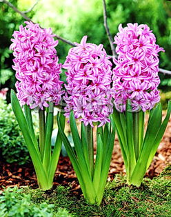 Bulbi Zambile Fondant (Hyacinthus); Plantarea se face in perioada sept.-nov. Inflorirea are loc in perioada aprilie-mai. Prefera zonele semiumbrite. Inaltimea maxima 25-30 cm. 
Stoc epuizat!
