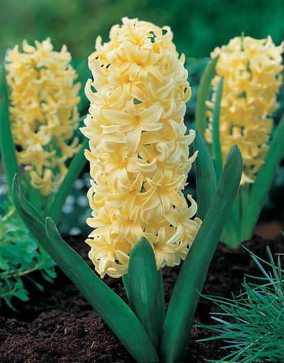 Bulbi Zambile City of Haarlem (Hyacinthus); Plantarea se face in perioada sept.-nov. Inflorirea are loc in perioada aprilie-mai. Prefera zonele semiumbrite. Inaltimea maxima 25-30 cm. Stoc epuizat!
