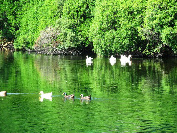 KARAVOMILOS LAKE (15)