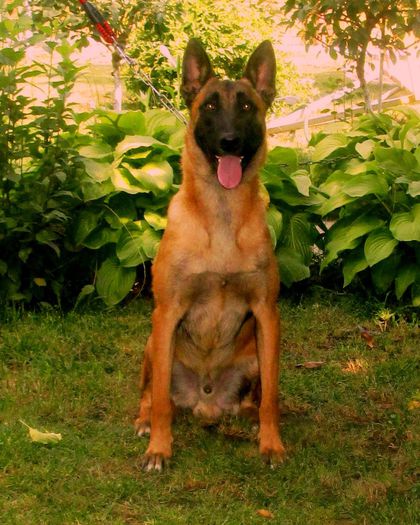 A`Como- male,12 months (3) - Ciobanesc Belgian Malinois