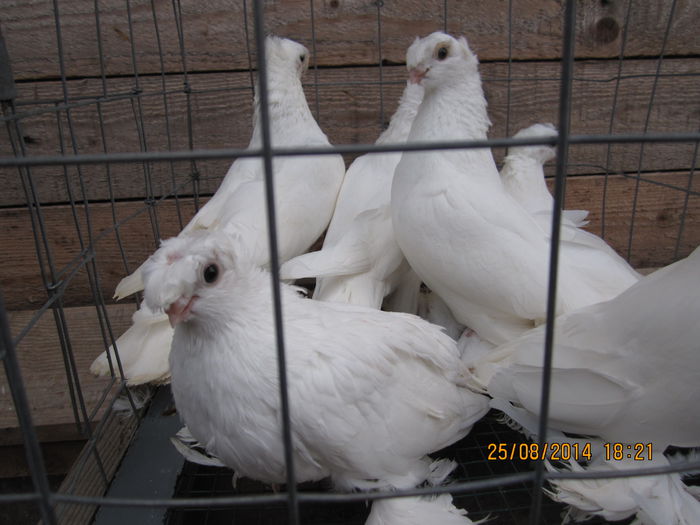 jucatori uzbeci 207