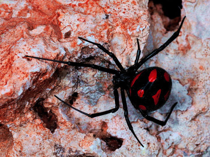 Latrodectus Mactans