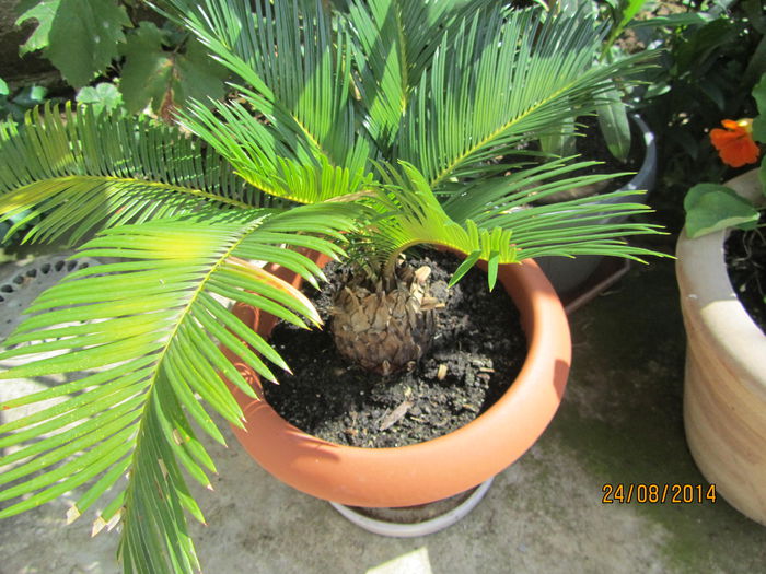 Cycas - Si citeva ghivece