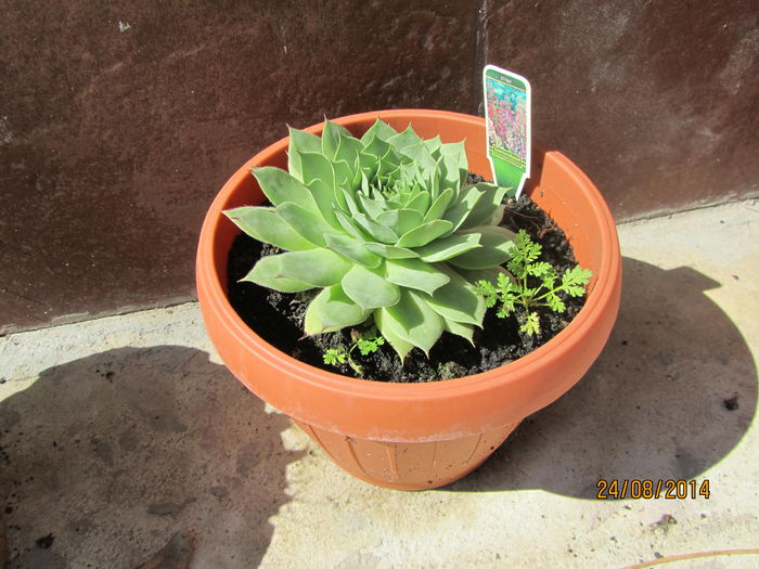 Sempervivum - Si citeva ghivece