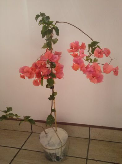 ROSENKA de la danero2004 - BOUGAINVILLEA