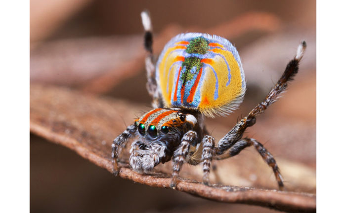 Maratus volans