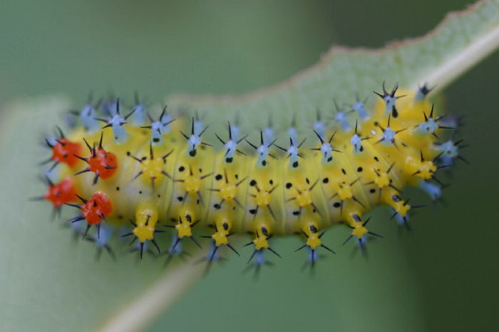 Hyalophora Cecropia