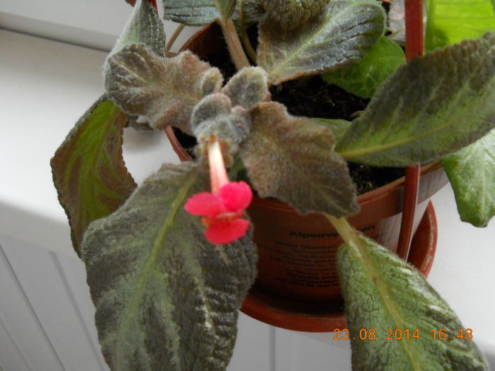 002 - EPISCIA 2014