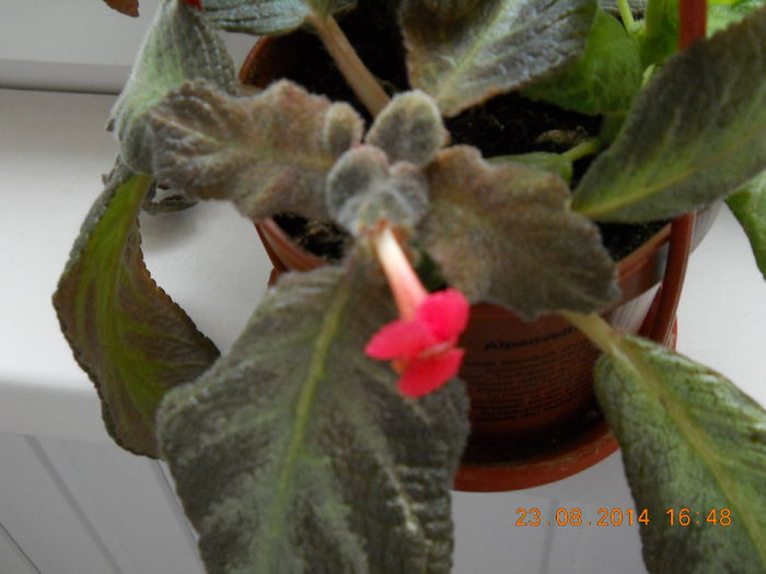 003 - EPISCIA 2014