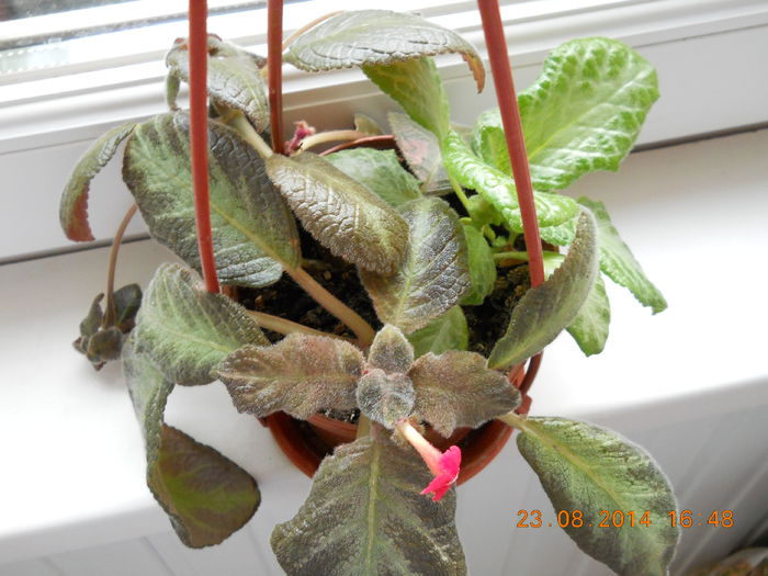 004 - EPISCIA 2014