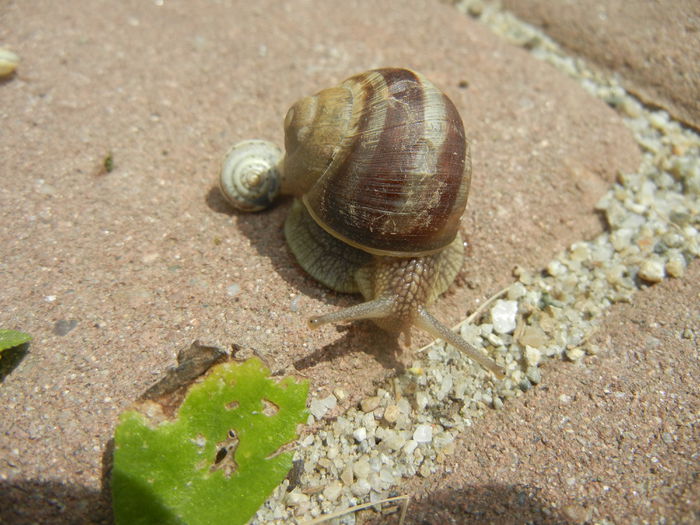 Garden Snail. Melc (2014, May 09) - SNAILS_Melci