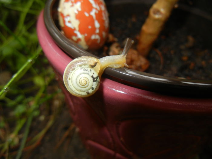 Garden Snail. Melc (2014, May 30) - SNAILS_Melci