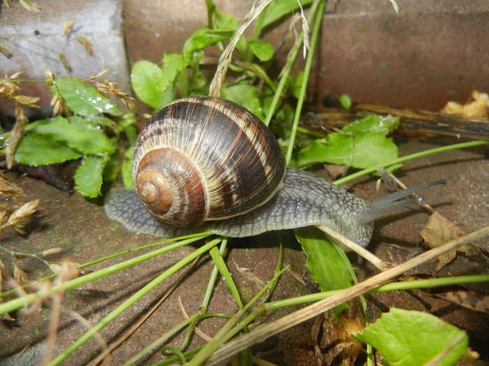 Garden Snail. Melc (2014, June 24) - SNAILS_Melci