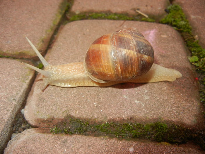 Garden Snail. Melc (2014, June 27)