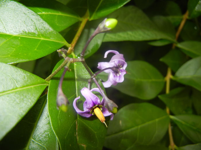Solanum dulcamara (2014, June 18)