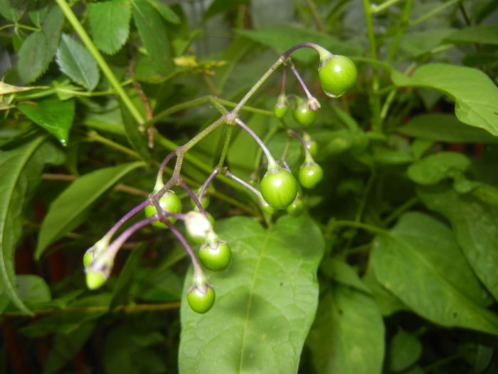 Solanum dulcamara (2014, June 18)