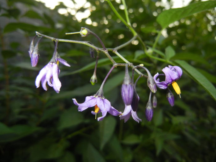 Solanum dulcamara (2014, July 08) - Solanum dulcamara