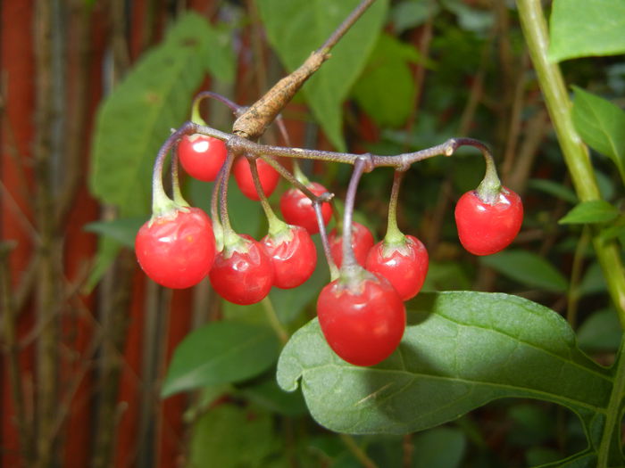 Solanum dulcamara (2014, July 19)