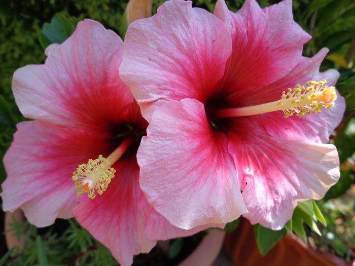 042 - Hibiscus 2014