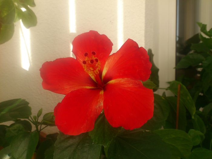 Starry Wind - Hibiscusi