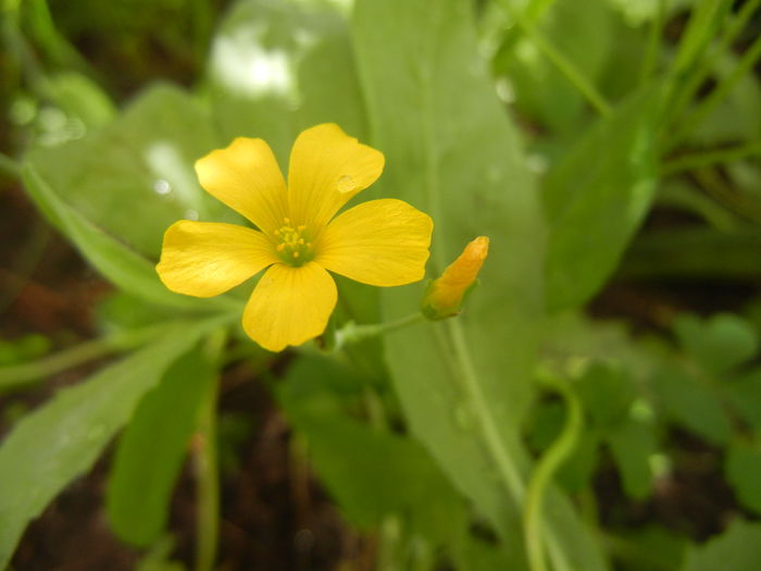 Oxalis stricta (2014, May 11)