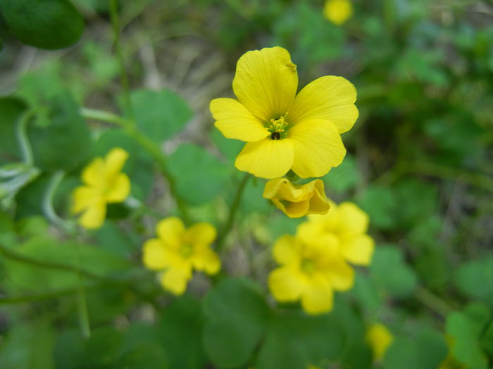 Oxalis stricta (2014, May 11)