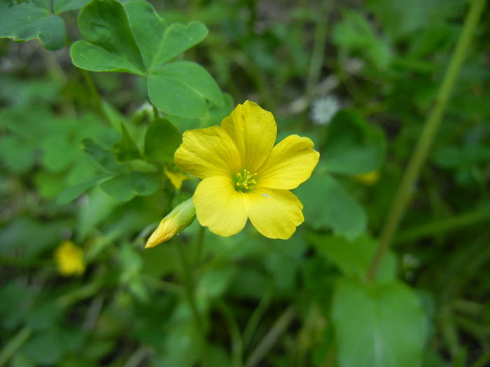 Oxalis stricta (2014, May 11) - Oxalis stricta_Wood Sorrel