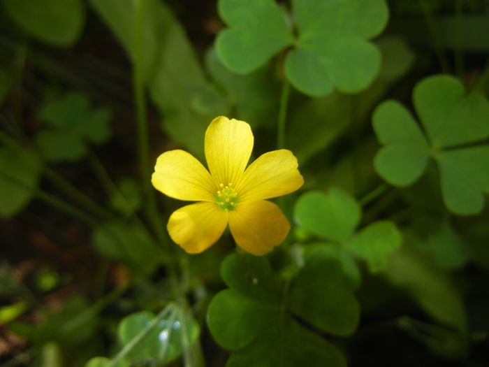 Oxalis stricta (2014, May 21) - Oxalis stricta_Wood Sorrel