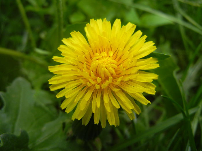 Dandelion (2014, April 13) - Taraxacum officinale_Dandelion