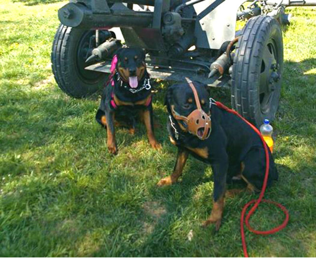  - ROTTWEILER mascul pt monta